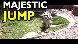 Miniature Schnauzer MAJESTIC JUMP in Slow Motion