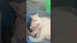 pasukan Oren lahir ke dunia 