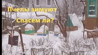 Спасаем пчел.Семья очень сильно просела