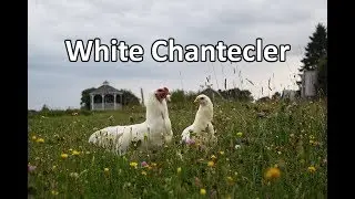 The Canadian White Chantecler Chicken
