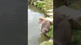 Monkey smacks naughty fish
