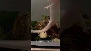 Что будет, если потрогать аксолотля?😨 
