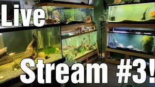 Livestream With Ians Fish Room #3 - Overcomplicating the aquarium hobby