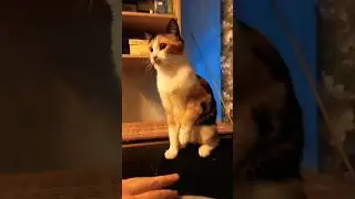 Play game with kitty cat 