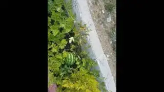 Çiçeklikte yetiştirdiğimiz karpuz.(1)