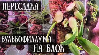 Bulbophyllum barbigerum. Пересадка на блок и в кору.