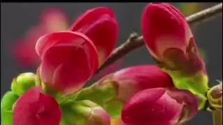 Музыка Алексея Рыбникова