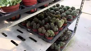 臥牛 龍舌蘭 兔耳 25元買四送一