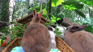 Bright Sun Shiny Rabbits