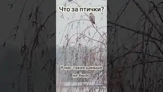 Вчера наблюдал за птицами