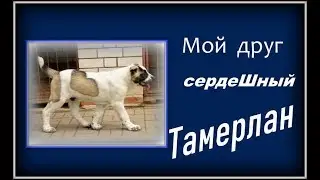 Мой друг сердешный Тамерлан. Питомник 