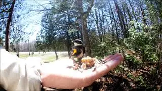 Ewan Dobson - Hand-Feeding Yellow-Rumped Warbler [05-13-2020]