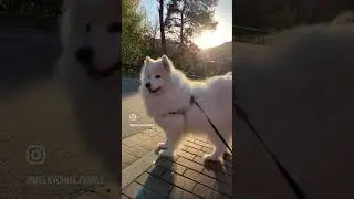 Моя солоденька булочка 🐶🥰.      #самоїд #самоедскаялайка #самоед #samoyeddog #samoyed
