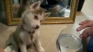 Щенок хаски и поющий бокал