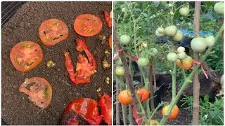 Introducing- growing tomatoes from seed to harvest in poly bag #howto #gardening