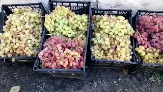 Виноград для рынка 12.09.2018