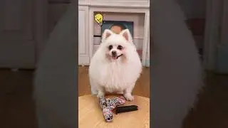 Nico: Did I make a mistake?#nico #funny #smartnico #dog #cute