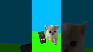 Недели котёнок Shorts (6) 