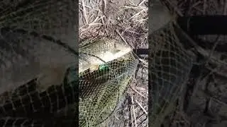 «Песчанские шлюзы», май 2020