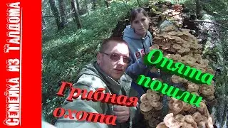 За грибами в подмосковье,Талдом 2020