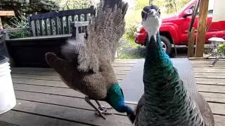 decadence dance