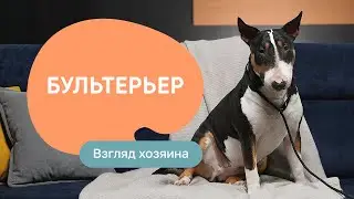 Бультерьер: все о породе, плюсы и минусы — шоу «Ожидание/реальность»