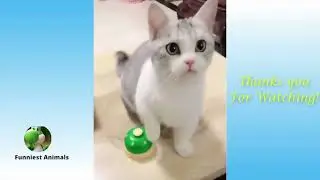 Funny Animal Videos Compilation of 2023 _ Dogs & Cats