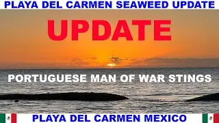 PLAYA  DEL CARMEN BEACH SEAWEED UPDATE - BEACH LOOKS GREAT - UPDATE PORTUGUESE MAN OF WAR STINGS!