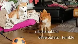 AMGERINESS vs SMOLNESS Ep03 / Shiba Inu puppies (with captions)