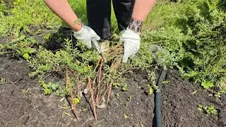 How and when to prune spirea for lush flowering?