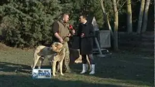 Kangal hakkında herşey... Bu işte para var...