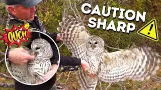 WON'T BELIEVE How We Found It | Injured Owl Rescue - Ep. 16