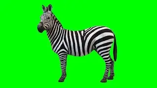 Zebra - Zebra Green Screen - Green Screen Kids
