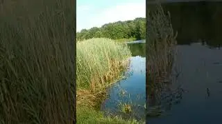 Реплика на Хамсин и вертушка Savage Geer