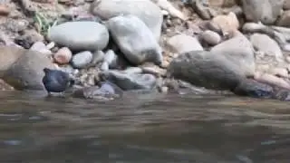 American dipper