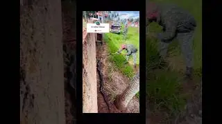 CATCHING ANACONDA ??😱 WOOW👍 