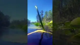 Camping and kayaking with alligators