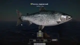 Ладожский архипелаг трофейный лосось ладожский. 16,123.