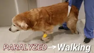 Rocky's Recovery from a Spinal Stroke (FCE)
