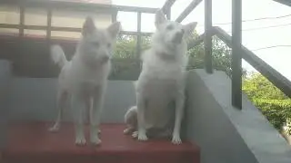 MOM(sleeping dog) & SON(sitting dog)