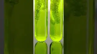 World Biofuel Day