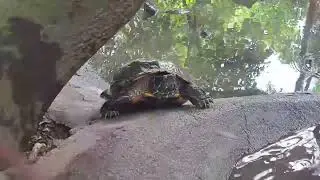The Turtle 🐢🐢🐢🐢🐢