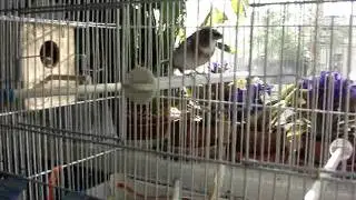 Амадины японские, поют.