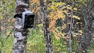 ФотоЛовушка в лесу. Попались клиенты. Август 2023г.