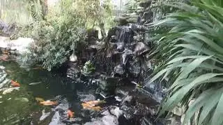Japanese Koi Fishes/Golden Fishes