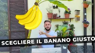 Coltivare banane in Italia: la scelta della varietà giusta