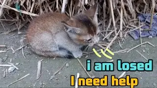 Losed kitten - cufylicy