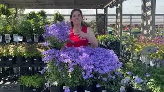 Why You Should Plant Woodland Phlox