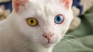 kucing lucu 8780