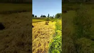 БЕКТИН ШАЛЫСЫ ПЫШТЫ😂